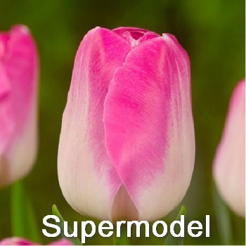 Supermodel - Красивый, нежный тюльпан. Высота до 55см.